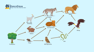 Home 26 Rantai Makanan dan Jaring Jaring Makanan